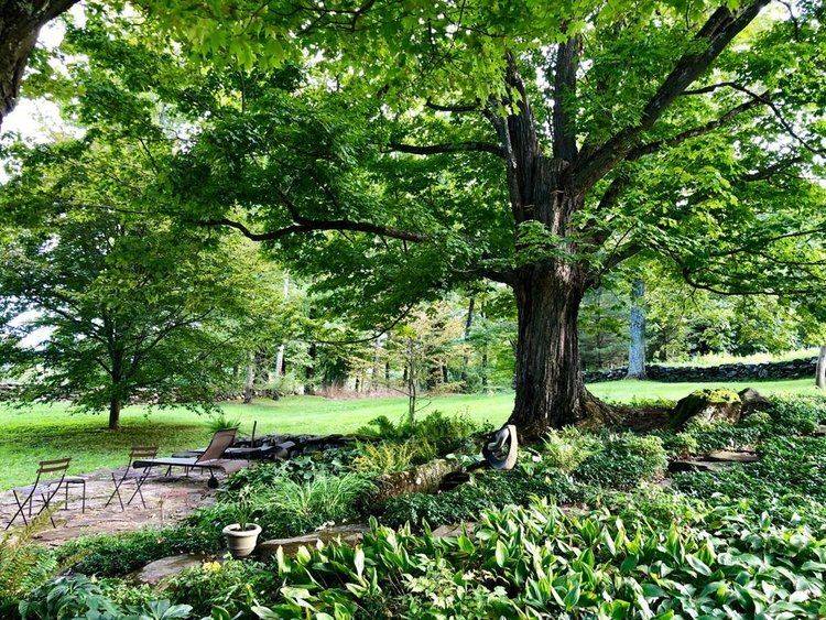 A great maple on the grounds